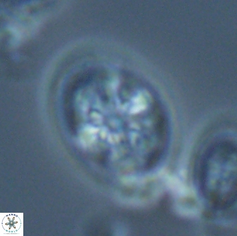 Ahmuellerella octoradiata 17819