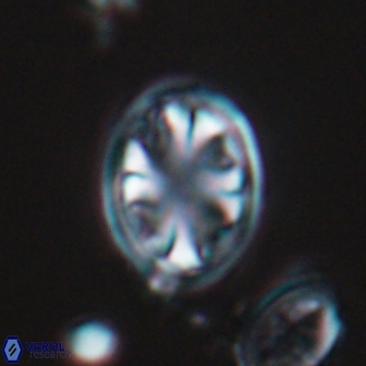 Ahmuellerella octoradiata 17811
