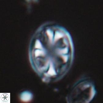 Ahmuellerella octoradiata 17811