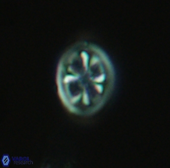 Ahmuellerella octoradiata 3888