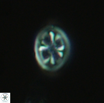 Ahmuellerella octoradiata 3888