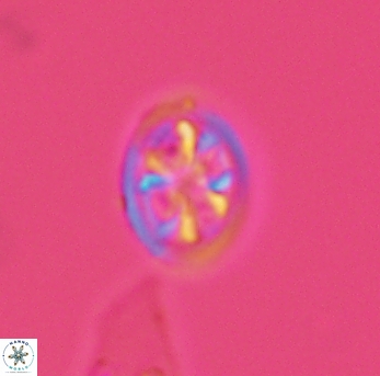 Ahmuellerella octoradiata 3889