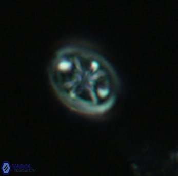 Ahmuellerella octoradiata 3891
