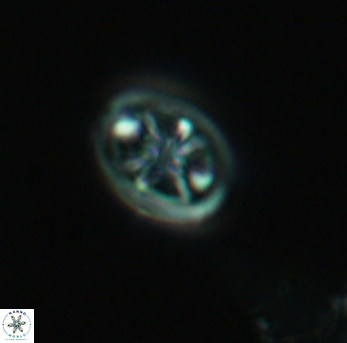 Ahmuellerella octoradiata 3891