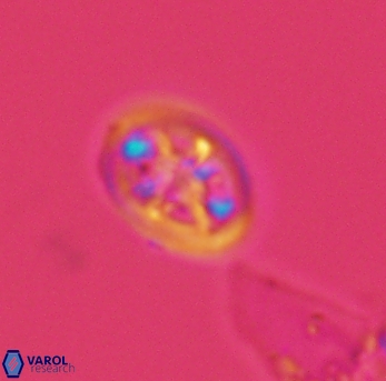 Ahmuellerella octoradiata 3892