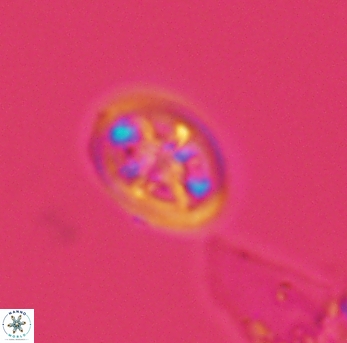 Ahmuellerella octoradiata 3892