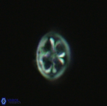 Ahmuellerella octoradiata 3956