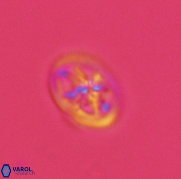 Ahmuellerella octoradiata 3958