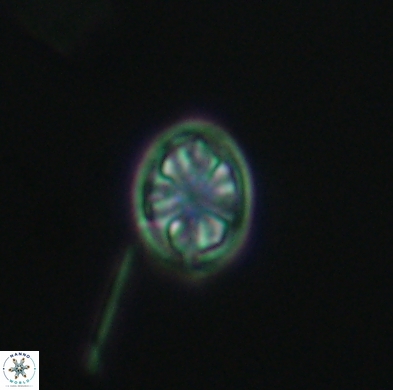 Ahmuellerella hemmoorensis 4379