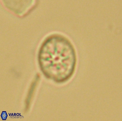 Ahmuellerella hemmoorensis 4384