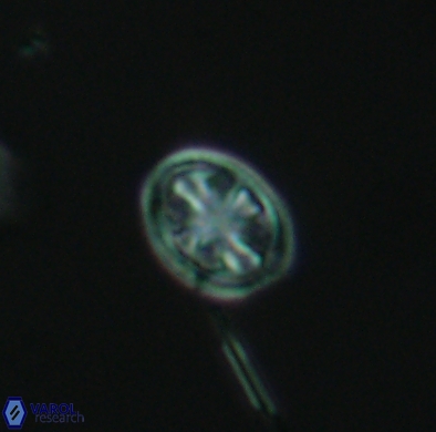 Ahmuellerella hemmoorensis 4385