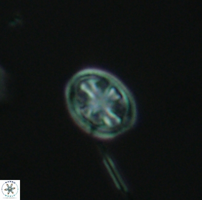 Ahmuellerella hemmoorensis 4385