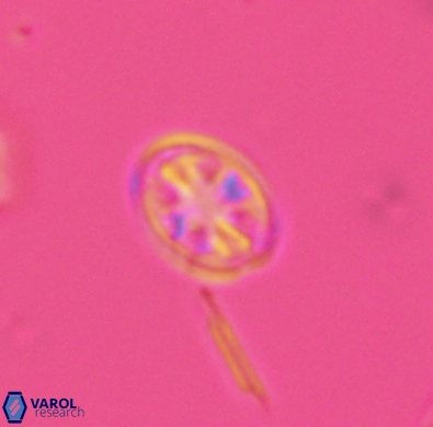 Ahmuellerella hemmoorensis 4386