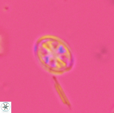 Ahmuellerella hemmoorensis 4386