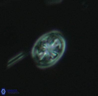 Ahmuellerella hemmoorensis 4389