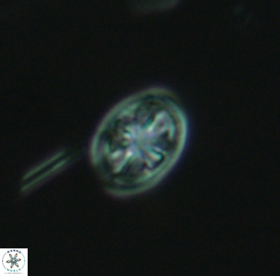 Ahmuellerella hemmoorensis 4389