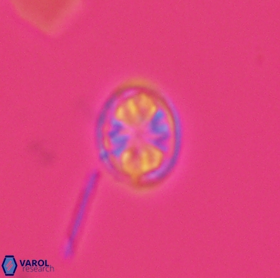 Ahmuellerella hemmoorensis 4380