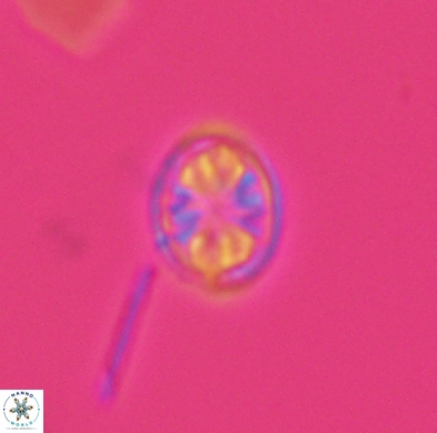 Ahmuellerella hemmoorensis 4380