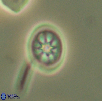 Ahmuellerella hemmoorensis 4383