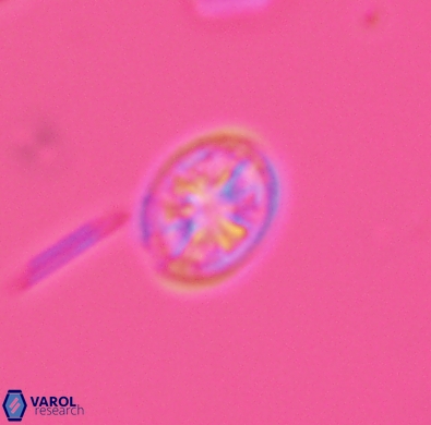 Ahmuellerella hemmoorensis 4390