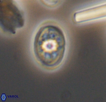 Ahmuellerella hemmoorensis 10398
