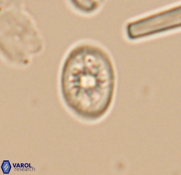 Ahmuellerella hemmoorensis 10399
