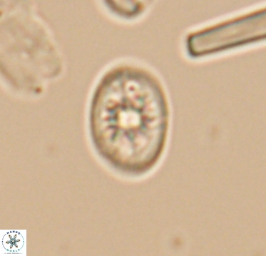 Ahmuellerella hemmoorensis 10399