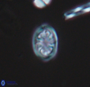 Ahmuellerella hemmoorensis 10400