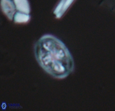 Ahmuellerella hemmoorensis 10402