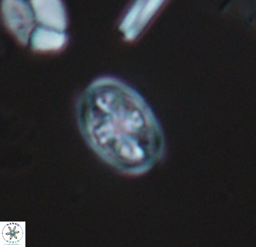 Ahmuellerella hemmoorensis 10402