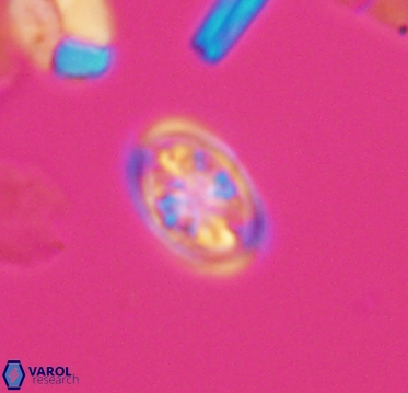 Ahmuellerella hemmoorensis 10403