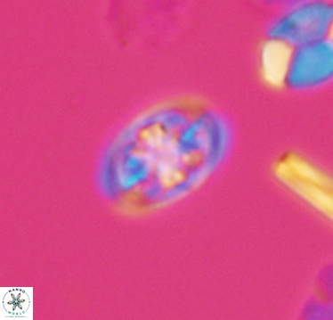 Ahmuellerella hemmoorensis 10405