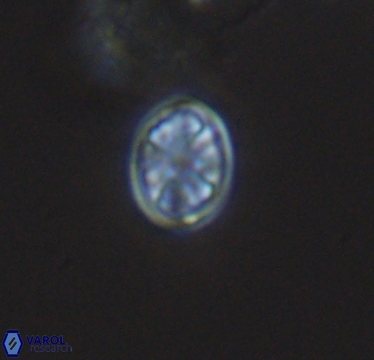 Ahmuellerella hemmoorensis 10417