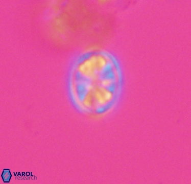 Ahmuellerella hemmoorensis 10418