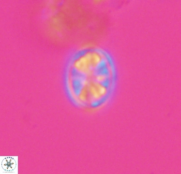 Ahmuellerella hemmoorensis 10418