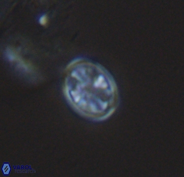 Ahmuellerella hemmoorensis 10419