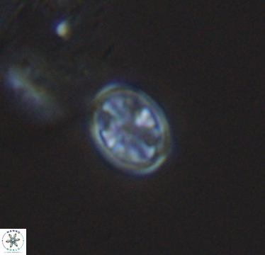 Ahmuellerella hemmoorensis 10419