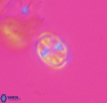 Ahmuellerella hemmoorensis 10420