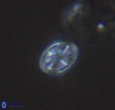 Ahmuellerella hemmoorensis 10421