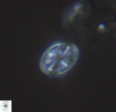 Ahmuellerella hemmoorensis 10421