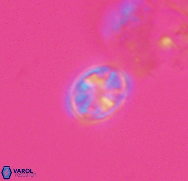 Ahmuellerella hemmoorensis 10422