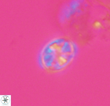 Ahmuellerella hemmoorensis 10422