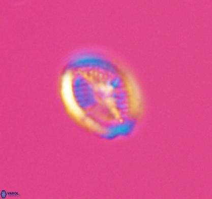 Allemanites bukryi 10872