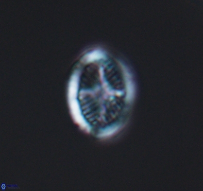 Allemanites bukryi 10873