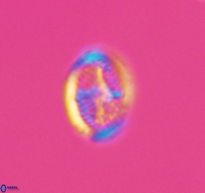 Allemanites bukryi 10874