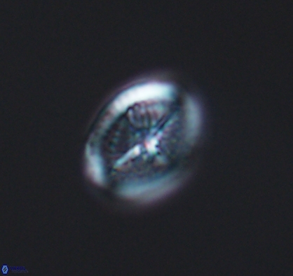 Allemanites bukryi 10875