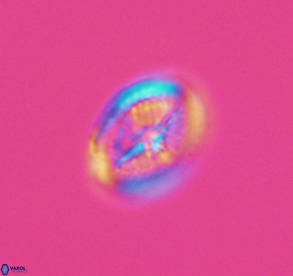 Allemanites bukryi 10876