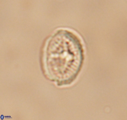 Allemanites bukryi 10877