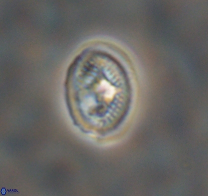 Allemanites bukryi 10878