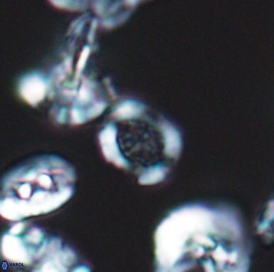 Allemanites scutulatus 12404